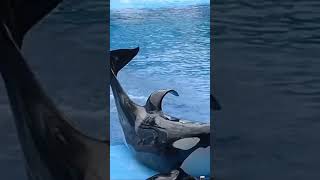 Roll over 😀 shortvideo fishing kidsfun fish baby funny seaworld tameem [upl. by Alliuqat]