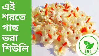 সামান্য পরিচর্যায় প্রচুর শিউলি ফুলের রহস্য  How to Bloom Shiuli  One Year Update  RAJ Gardens [upl. by Lananna379]