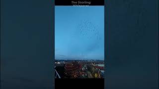 Redditch Murmuration 3324 nature shorts murmuration starlings shortvideos [upl. by Enyaz768]