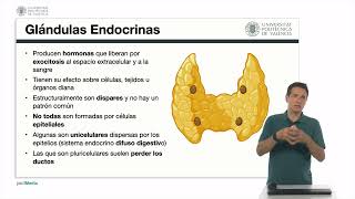 Epitelio glandular generalidades Gándulas endocrinas y exocrinas  4460  UPV [upl. by Gwyneth]