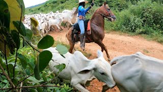 PASSANDO A VACADA NA PONTE 😨🐂 [upl. by Elle415]