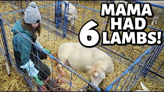 A set of sextuplets a set of quintuplets and NINE stillborn lambs😔  Vlogmas 2022  Vlog 656 [upl. by Harlow]