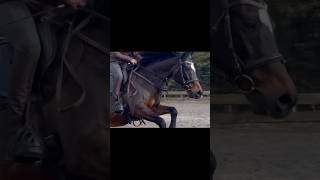 First time falling off Amber 🫣weigeren canter equestrian horse riding pony [upl. by Yerffoej595]