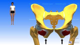 Muscles pelvitrochantériens [upl. by Olette578]