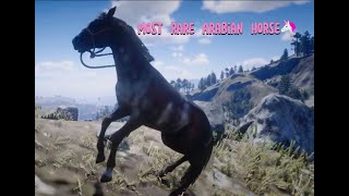 rdr2 amazing warp brindle arabian horse taming amp location  red dead redemption 2 [upl. by Ahsieka]