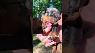 New born puppy rottweiler cutepuppy [upl. by Neyrb]