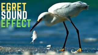 Egret Sound Effect  Herons Sounds [upl. by Yoshio]