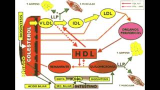 BIOQUÍMICA digestión absorción y transporte de lipidos equipo 4 [upl. by Thetes21]