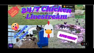 247 Ducks amp Chickens Live Stream amp Chat Koi Pond Dog amp Cat TVOctober [upl. by Gwenn]