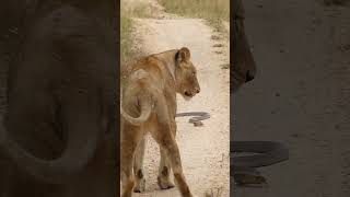 Snouted Cobra Stares Down Lion Pair in South Africa Game Reserve [upl. by Golightly]