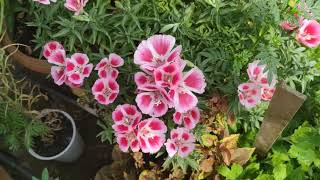 winterflower Godetia Clarkia winter flower3 [upl. by Enicar]