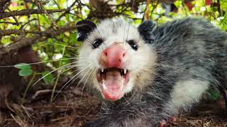 Top 7 Amazing Opossum Facts [upl. by Furnary]