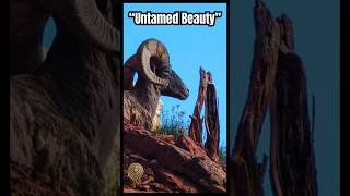 “Majestic Giants of the Canyon  Bighorn Sheep in the Wild” [upl. by Cosette639]