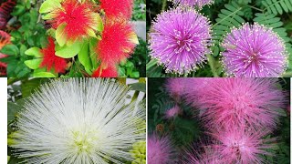 198Powder puffcalliandra plant red flower powder puff growing method [upl. by Ssitnerp]