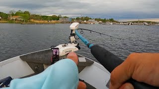 Merrimack River Striped Bass Fishing May 2024 [upl. by Frisse]