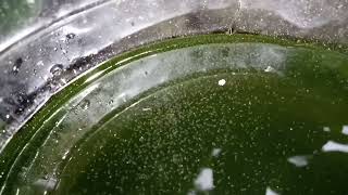 DAPHNIA MOINA CULTURE IN A SMALL BUCKET [upl. by Allets]