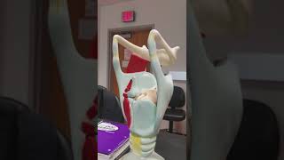 Anatomy Trachea Model [upl. by Judsen]