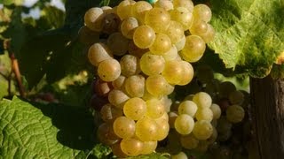 Moezelwijn  wijnbouw aan de Moezel  Duitsland  Wijn  Riesling  BernkastelKues  Cochem  Trier [upl. by Elatsyrk]