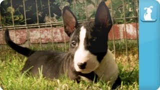 Bull Terrier Puppies  Puppy Love [upl. by Dorrehs]