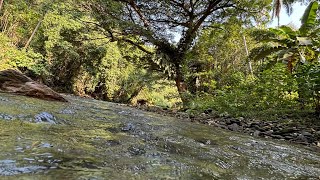 Sitio Panaguintingan Sanctuary  Sibuyan Island Romblon 🇵🇭 [upl. by Idden443]