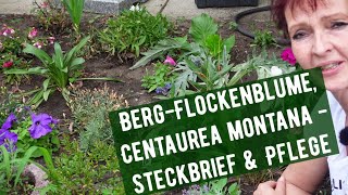 BergFlockenblume Centaurea montana  Steckbrief amp Pflege [upl. by Harwin]