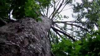 Looking up the trunk of a Giant Alder Tree [upl. by Milton]