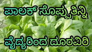 Palak oystersಪಾಲಕ್ ಸೊಪ್ಪ ತಿನ್ನಿ ಡಾಕ್ಟರ್ ರಿಂದ ದೂರವಿರಿ [upl. by Nosilla]