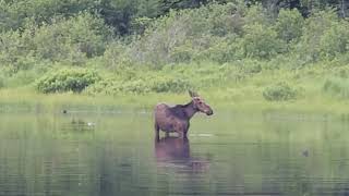 Northeast quotMoosequot Vacation 2024 Part 4 Moose Viewing [upl. by O'Neil]