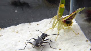 功夫螳螂 VS 戰士甲蟲！Kung Fu Mantis VS Warrior Beetle [upl. by Zurciram]