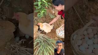 Harvesting chicken eggs [upl. by Leavy]