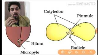 dicot seed structure in hindi [upl. by Alyaj]