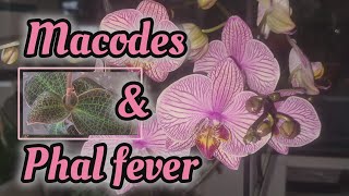 GARDENCENTER HAUL A NEW GENUS AND 3 NEW PHALAENOPSIS  AND UPDATES ON ALL 4 [upl. by Neirb]