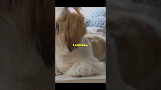 Laziest Dog Breeds In The World dog pets shorts [upl. by Aroled]