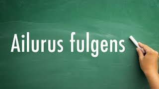 How To Pronounce Ailurus fulgens [upl. by Neetsyrk467]