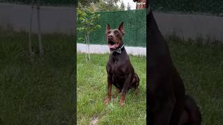 DOBERMAN AŞKI viralvideo keşfet dobermann [upl. by Landry431]