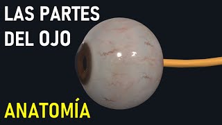 Partes del OJO y sus Funciones Anatomía FÁCIL [upl. by Gilmour569]