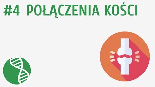 Połączenia kości 4  Układ ruchu [upl. by Zenda]