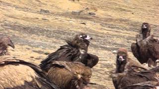 Tibetan Sky Burial [upl. by Lilla640]