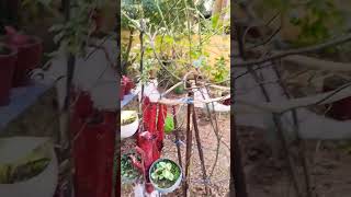 YT SHORTS SHORTS FEEDGarden n ideasplamt careHome gardenmalayalam love plant [upl. by Christopher]