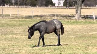 ONCE IN A BLU BOON BLUE ROAN FILLY FOR SALE [upl. by Lebiralc161]