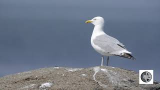 Cri du Goéland argentéCall of the Herring Gull [upl. by Ellac]