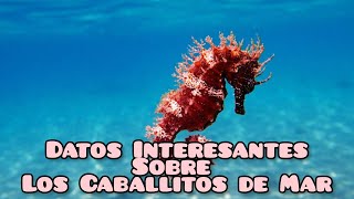 25 datos curiosos sobre los caballitos de mar [upl. by Amian677]