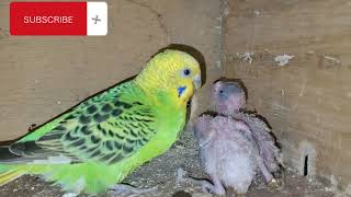 the best moment of budgies breeding  budgies sounds [upl. by Moss37]