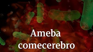 Ameba quotcomecerebrosquot síntomas peligros y por qué alerta a EEUU [upl. by Pirnot882]