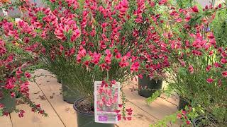 Cytisus Burkwoodii Hybrid Broom  BRIGHT🌞 CHEERY Easy to Grow Spring Bloomer [upl. by Atival250]