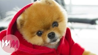 Top 10 Dog Breeds That Have The CUTEST Puppies [upl. by Sweatt]