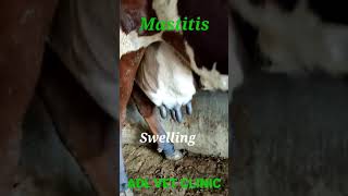 Mastitis in Cow [upl. by Ahseenyt406]