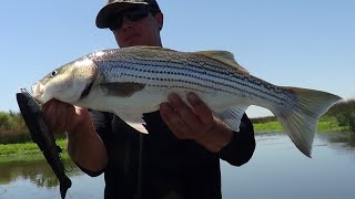 HARD PLASTICS  FOR DELTA STRIPERS [upl. by Jamilla293]