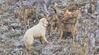 Sheep Dog Fends Off Entire pack of wolves by itself [upl. by Ede]