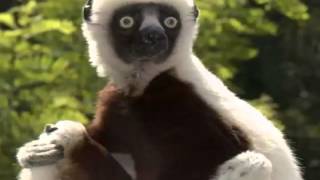 Morre o famoso lêmure Zoboomafoo aos 20 anos [upl. by Amata530]